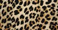 classic-single-breasted-coat-to-midcalf-bb-leopard-kk3234plb10326